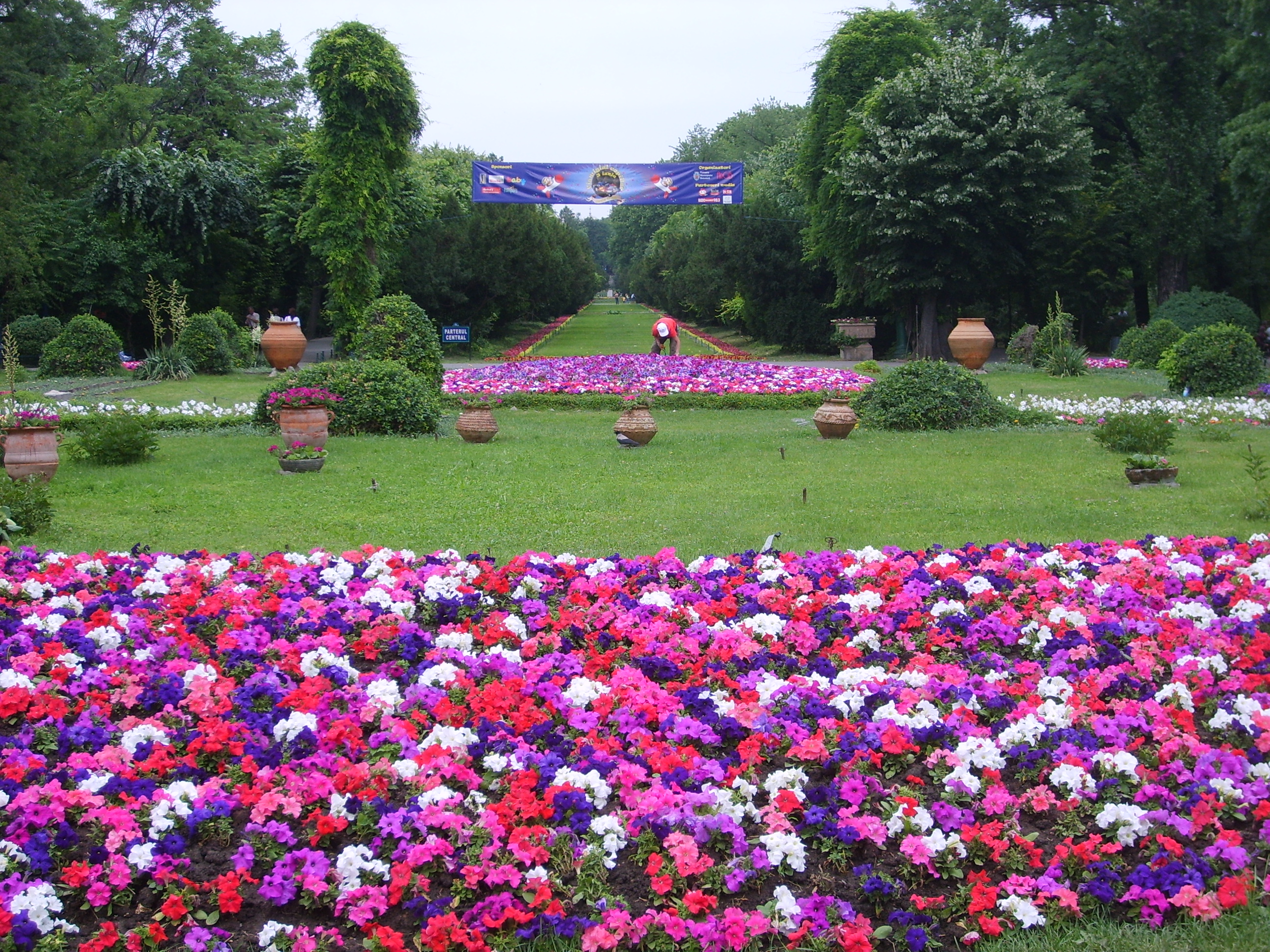 Cismigiu Flowers